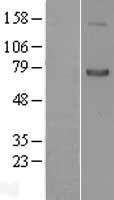 Semaphorin 7a (SEMA7A) Human Over-expression Lysate