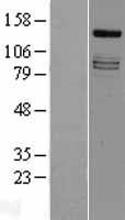 IRS4 Human Over-expression Lysate