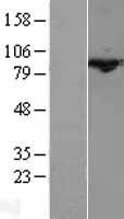 Cullin 3 (CUL3) Human Over-expression Lysate
