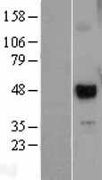 UTF1 Human Over-expression Lysate