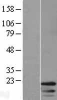 H4C8 Human Over-expression Lysate