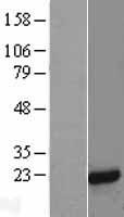 MAGP2 (MFAP5) Human Over-expression Lysate