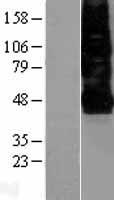 CXCR4 Human Over-expression Lysate