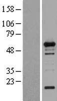 WIPF1 Human Over-expression Lysate
