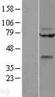 WNT9A Human Over-expression Lysate