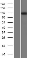 VLDL Receptor (VLDLR) Human Over-expression Lysate