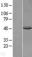Ubiquinol Cytochrome C Reductase Core Protein I (UQCRC1) Human Over-expression Lysate
