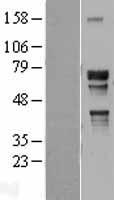 NR2C2 Human Over-expression Lysate
