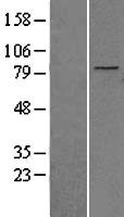 TLE2 Human Over-expression Lysate