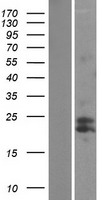 mtTFA (TFAM) Human Over-expression Lysate