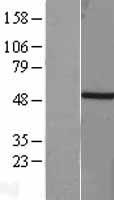 T Human Over-expression Lysate
