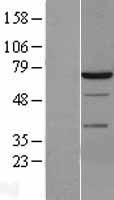 SYK Human Over-expression Lysate