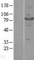 STAT4 Human Over-expression Lysate