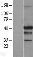 STAC Human Over-expression Lysate