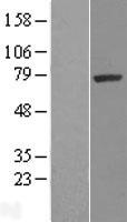 SRPK1 Human Over-expression Lysate