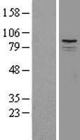 SPG7 Human Over-expression Lysate