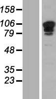 SP3 Human Over-expression Lysate