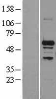 SNRP70 (SNRNP70) Human Over-expression Lysate