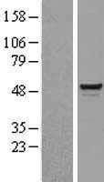 SMARCE1 Human Over-expression Lysate