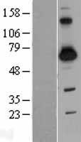 SH3BP2 Human Over-expression Lysate