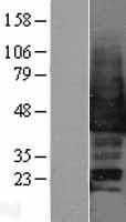 SAPK3 (MAPK12) Human Over-expression Lysate