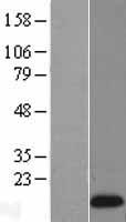 REG1 alpha (REG1A) Human Over-expression Lysate