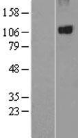 PTPH1 (PTPN3) Human Over-expression Lysate