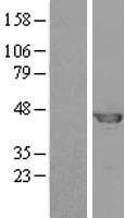 PSMD4 Human Over-expression Lysate
