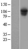 PSMD1 Human Over-expression Lysate