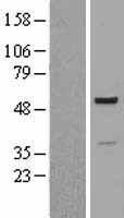 PSMC2 Human Over-expression Lysate
