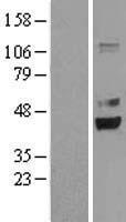 PRPSAP2 Human Over-expression Lysate