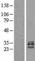 PR3 (PRTN3) Human Over-expression Lysate