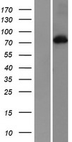 PKC alpha (PRKCA) Human Over-expression Lysate