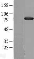 Prolyl Endopeptidase (PREP) Human Over-expression Lysate