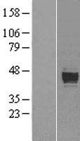 PRELP Human Over-expression Lysate