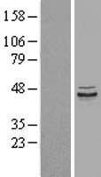 PPP1R7 Human Over-expression Lysate