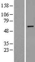 Phosphoribosyl pyrophosphate amidotransferase (PPAT) Human Over-expression Lysate