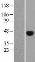38261(POU5F1) Human Over-expression Lysate
