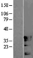 POU4F3 Human Over-expression Lysate