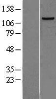 POLD1 Human Over-expression Lysate