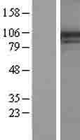 PI4KA Human Over-expression Lysate