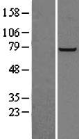 PFKL Human Over-expression Lysate