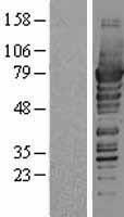PDZK1 Human Over-expression Lysate