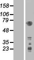 PDPK1 Human Over-expression Lysate