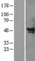 SERPINB2 Human Over-expression Lysate