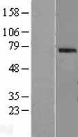 OAS2 Human Over-expression Lysate