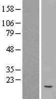 BNP (NPPB) Human Over-expression Lysate
