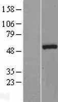 NOVA1 Human Over-expression Lysate