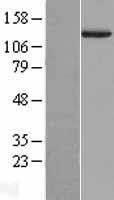 Entactin (NID1) Human Over-expression Lysate