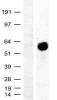 c-Myc (MYC) Human Over-expression Lysate